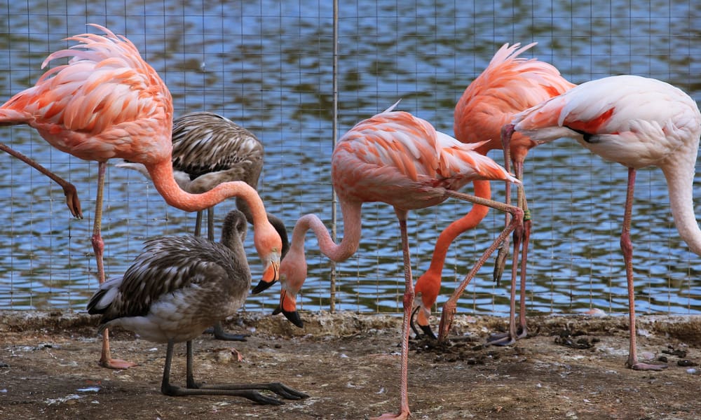 What Do Flamingos Eat In the Wild (Diet & Facts)