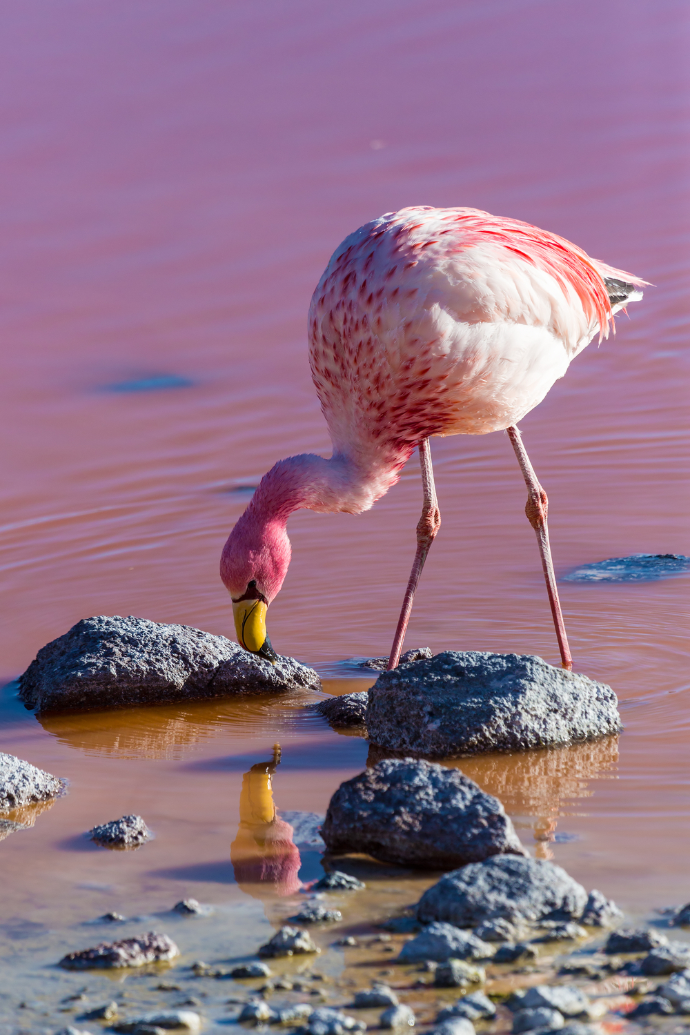 What Do Flamingos Eat in the Wild