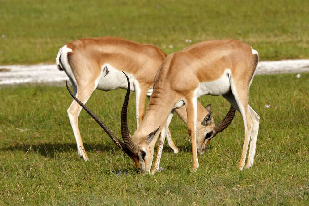 What Do Gazelles Like to Eat In Wild