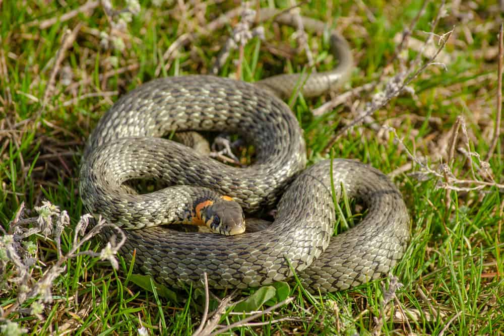 What Do Grass Snakes Eat In the Wild (Diet & Facts)