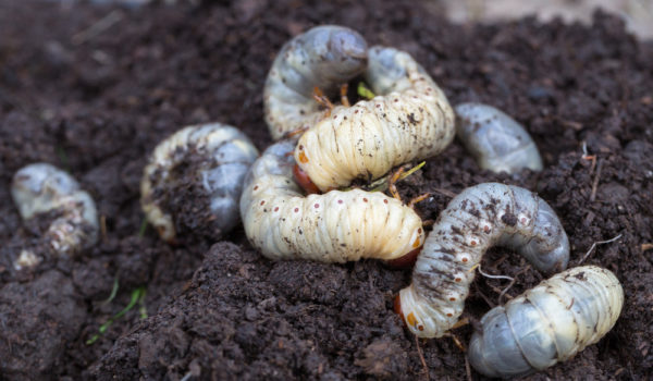 What Do Grubs Eat? (14 Tips To Get Rid Of Them)