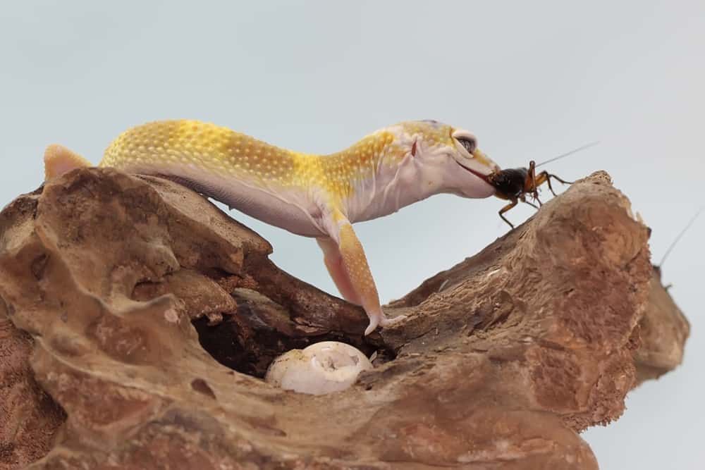 What Do Leopard Geckos Eat (Diet, Care & Feeding Tips)