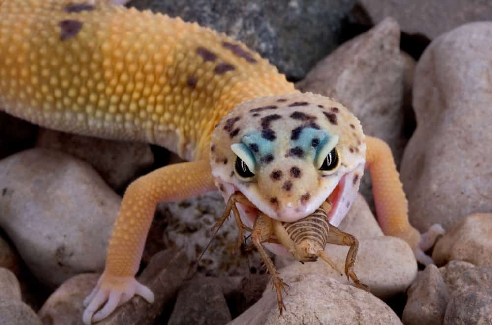 What Do Leopard Geckos Eat in the Wild