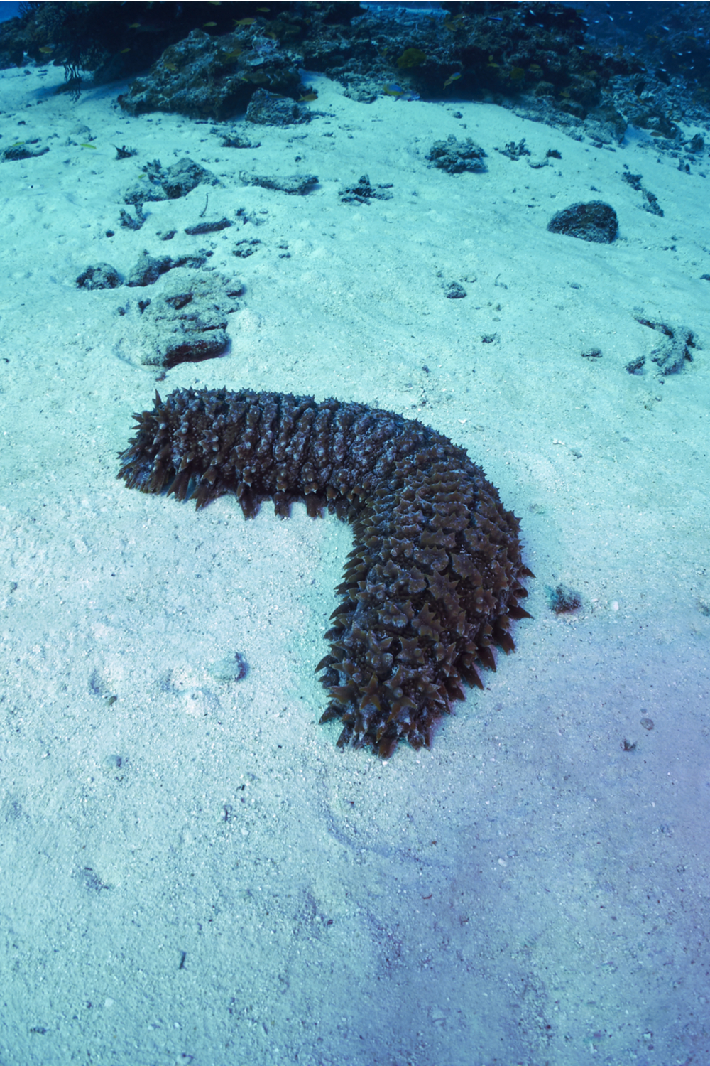 What Do Sea Cucumbers Eat In The Wild