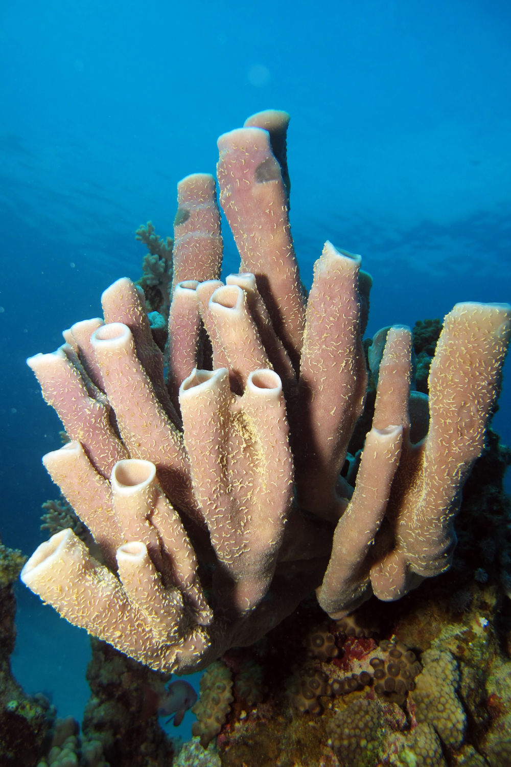 What Do Sponges Eat In The Wild