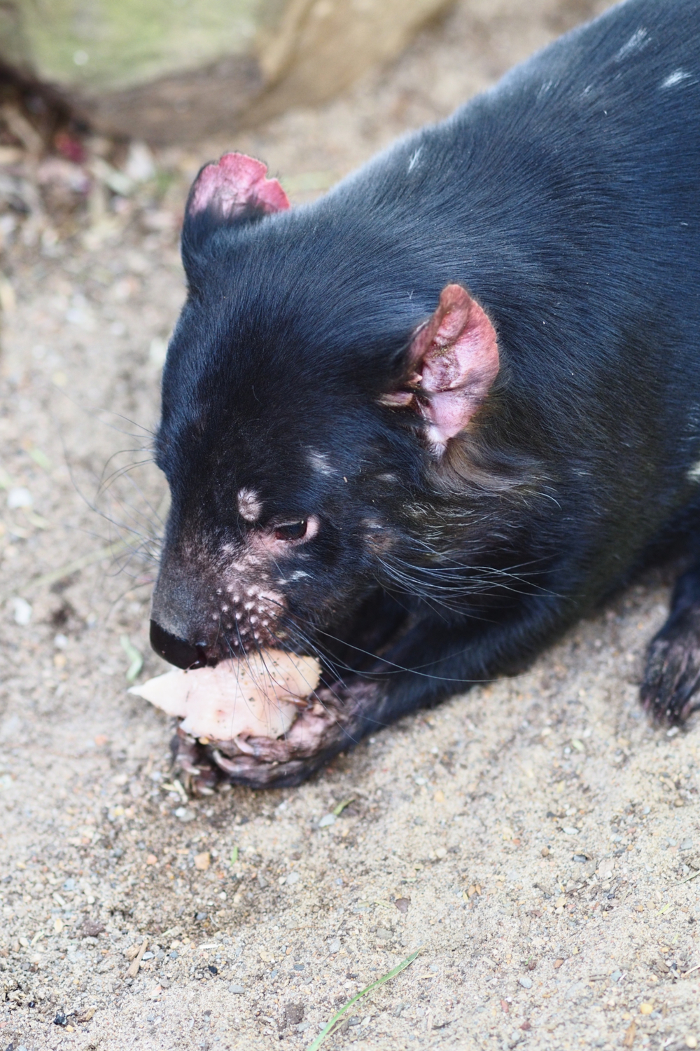 What Do Tasmanian Devils Eat In The Wild