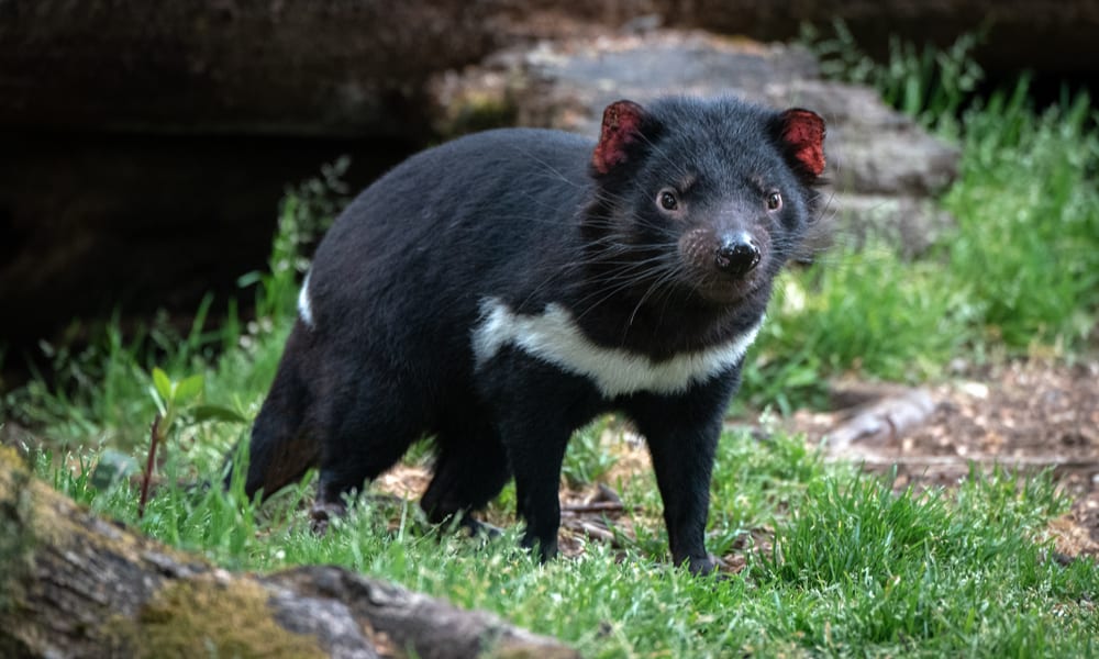 What Do Tasmanian Devils Eat In the Wild (Diet & Facts)