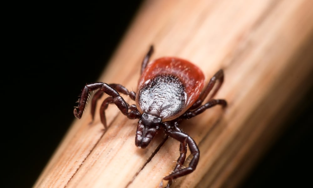 What Do Ticks Eat (Tips to Get Rid of Them)