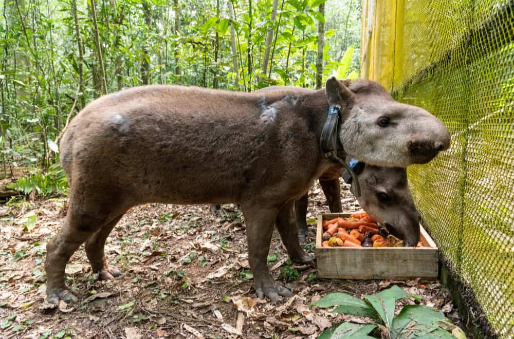 What Does A Tapir Eat