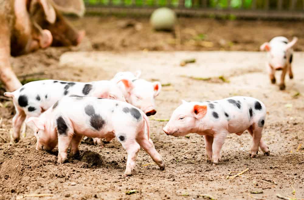 What Not To Feed Teacup Pigs