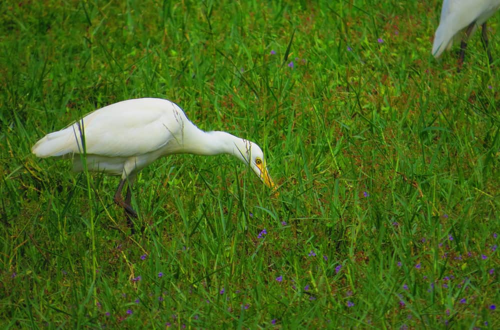 What Should You Feed Egrets In Captivity