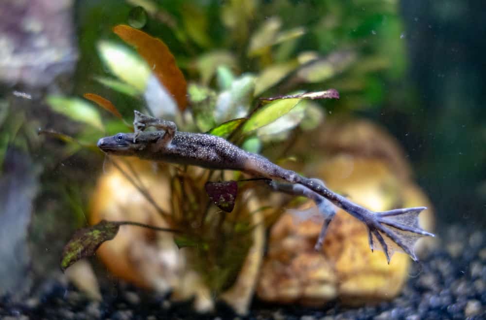 What do African dwarf frogs eat as pets