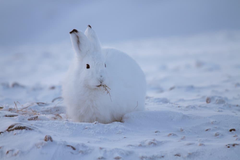 What do Arctic Hares Like to Eat in the Wild