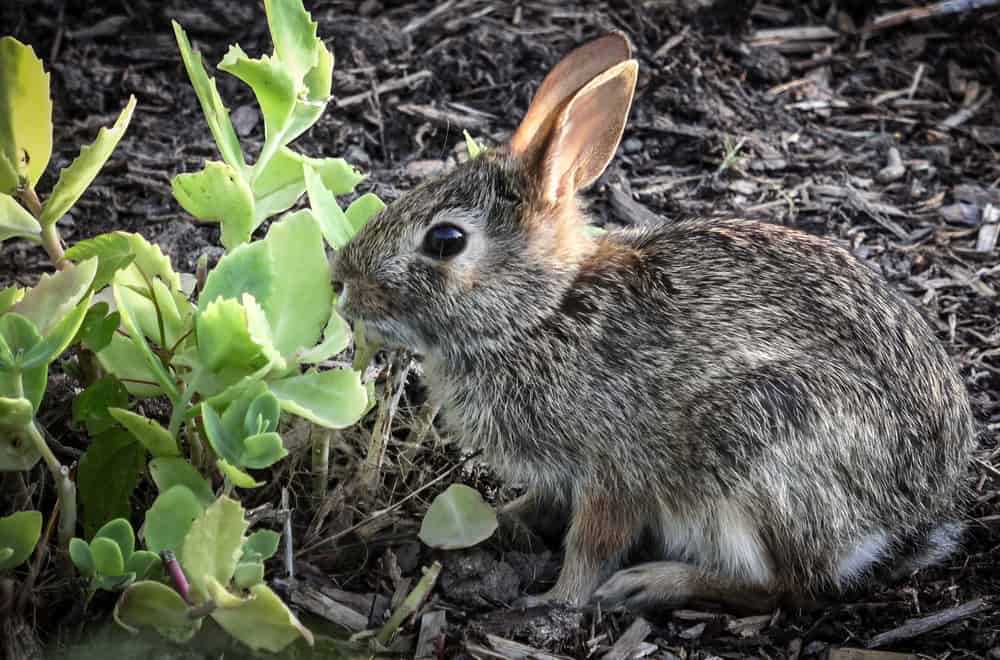 What do Cottontail Rabbits Eat in the Wild