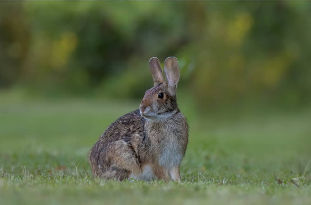What do Cottontail Rabbits Like to Eat In the Wild
