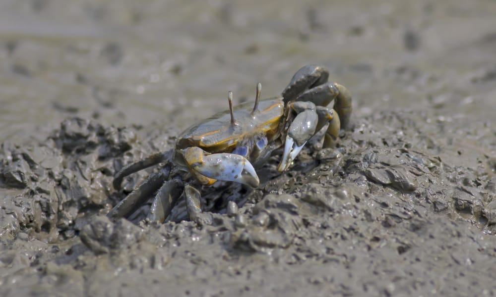 What do Fiddler Crabs Eat (Wild & Pets)