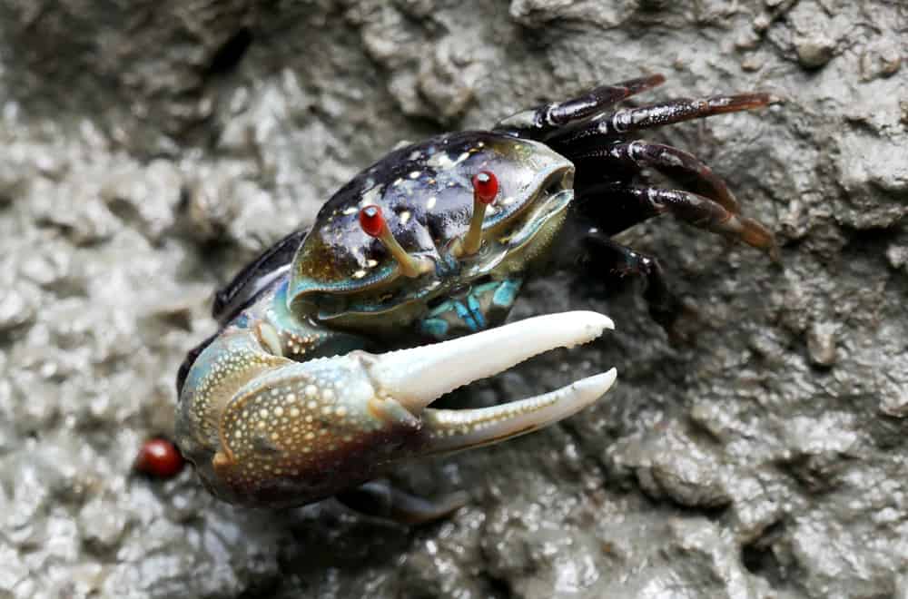 What do Fiddler Crabs Eat as Pets