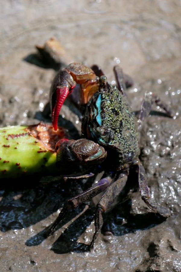 What do Fiddler Crabs Eat in the Wild