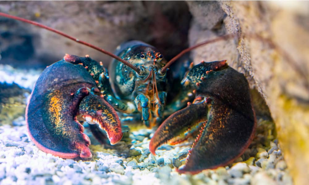 What do Lobsters Eat In the Wild (Diet & Facts)