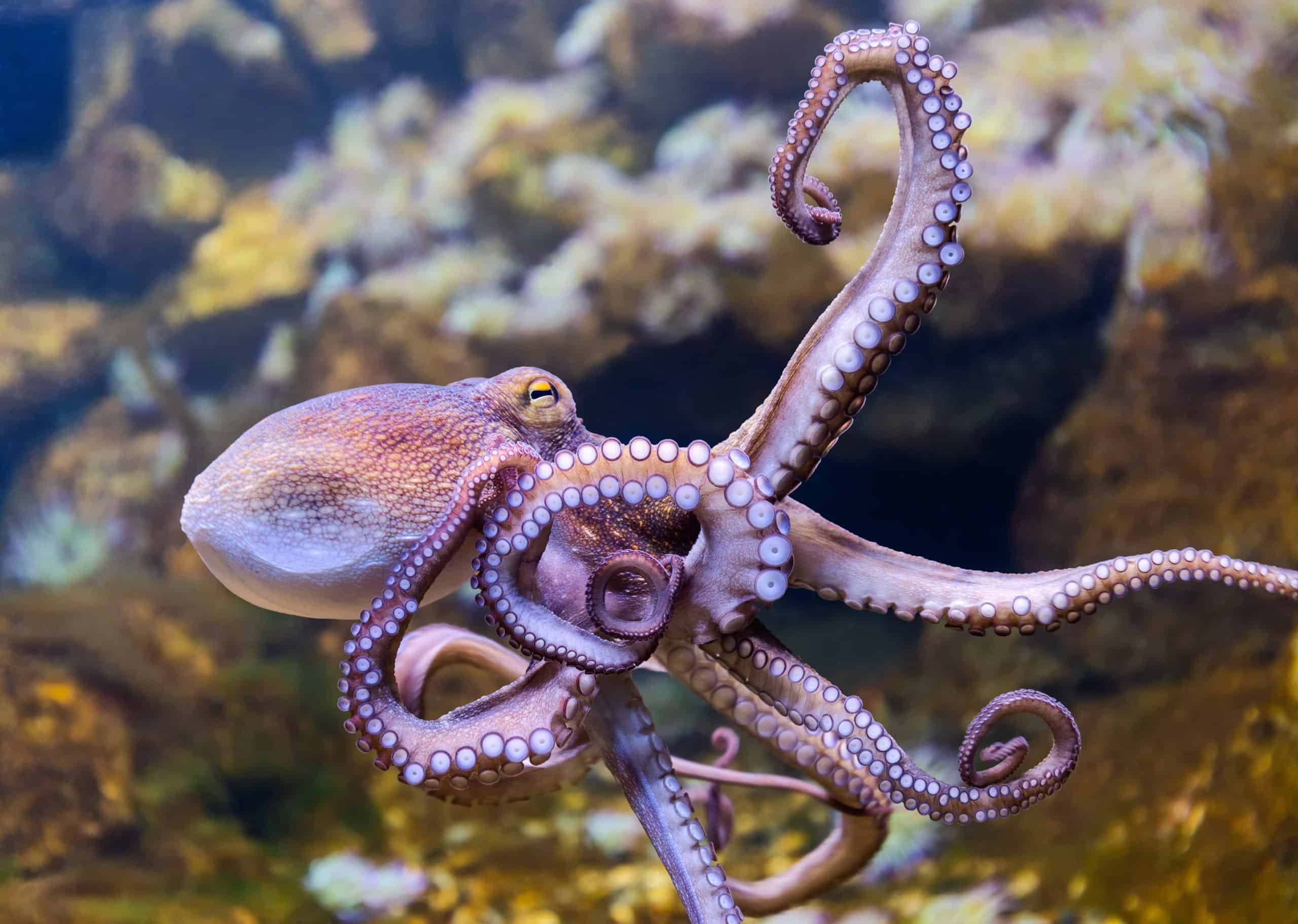 What do Octopuses Eat In the Wild (Diet & Facts)