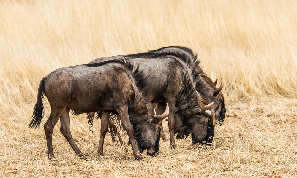 What do Wildebeest Like to Eat In the Wild