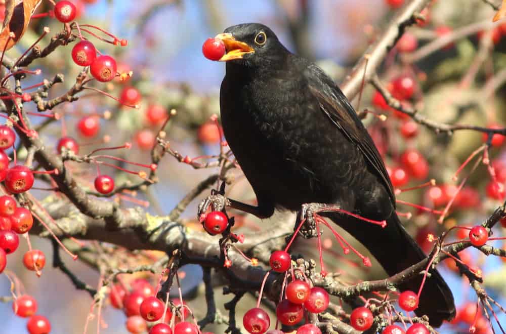 What do blackbirds eat in the wild