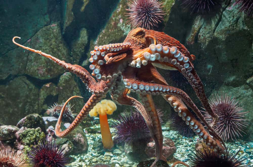 What do octopuses eat in the wild