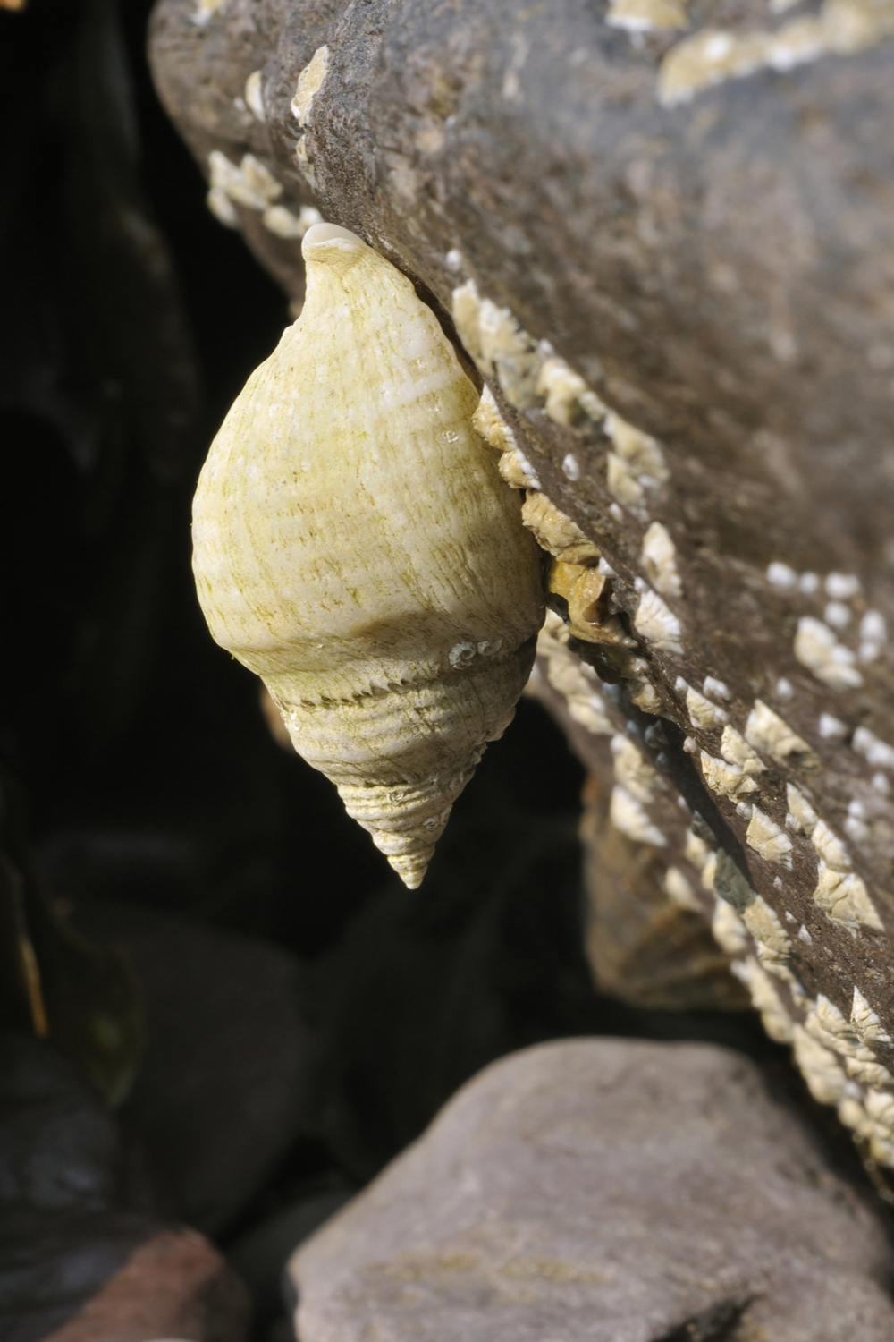What do sea snails eat in the wild
