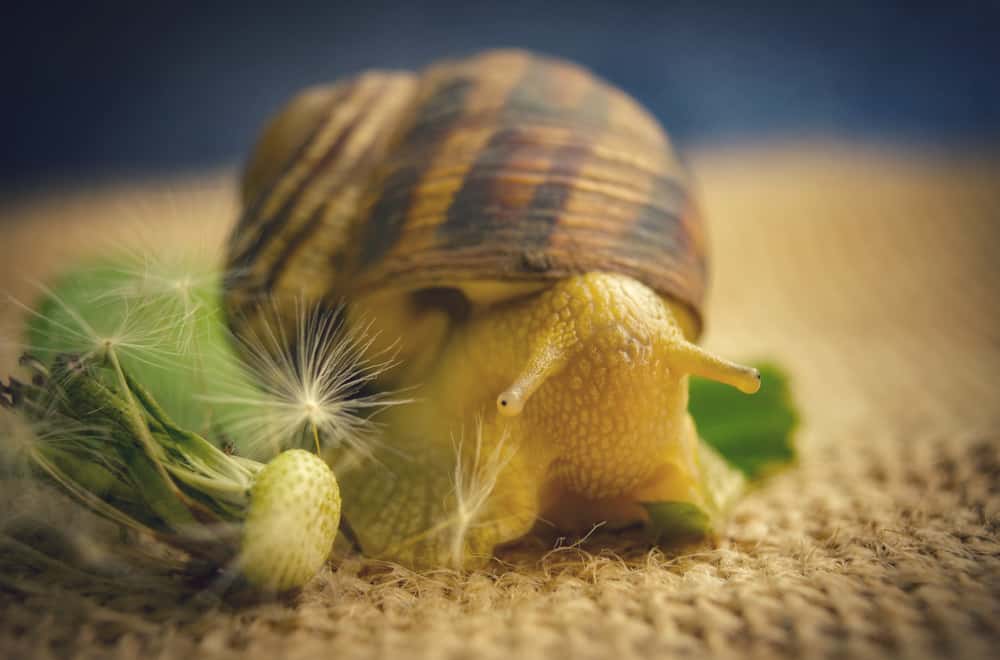 What to Mystery Snails Eat in the Wild