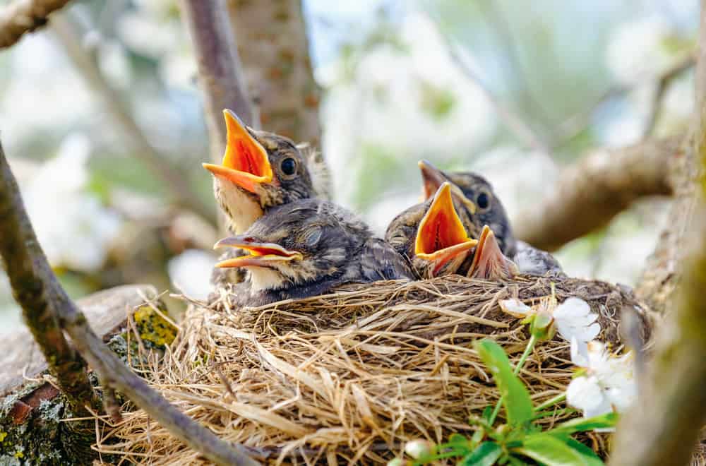 What to do if you find an abandoned baby bird