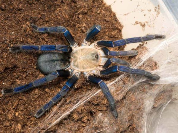 13 Facts About Cobalt Blue Tarantula