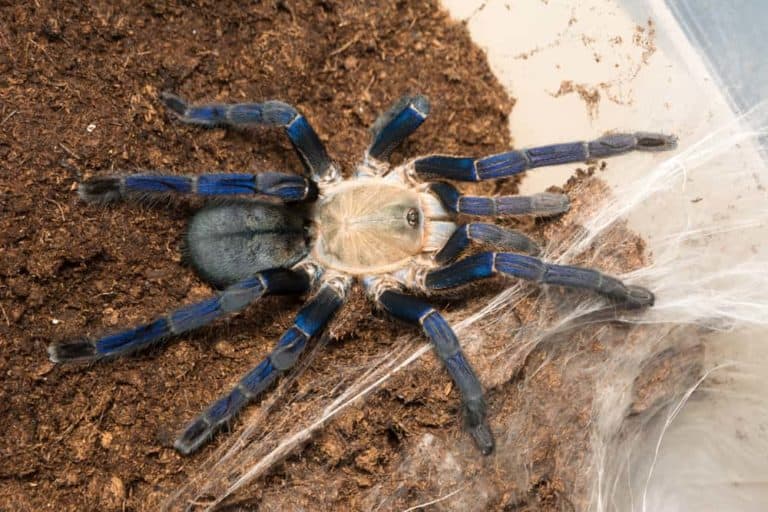 13 Facts About Cobalt Blue Tarantula