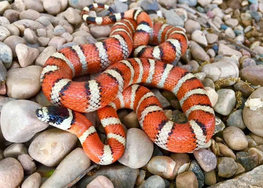 6 Things Kingsnakes Like to Eat Most