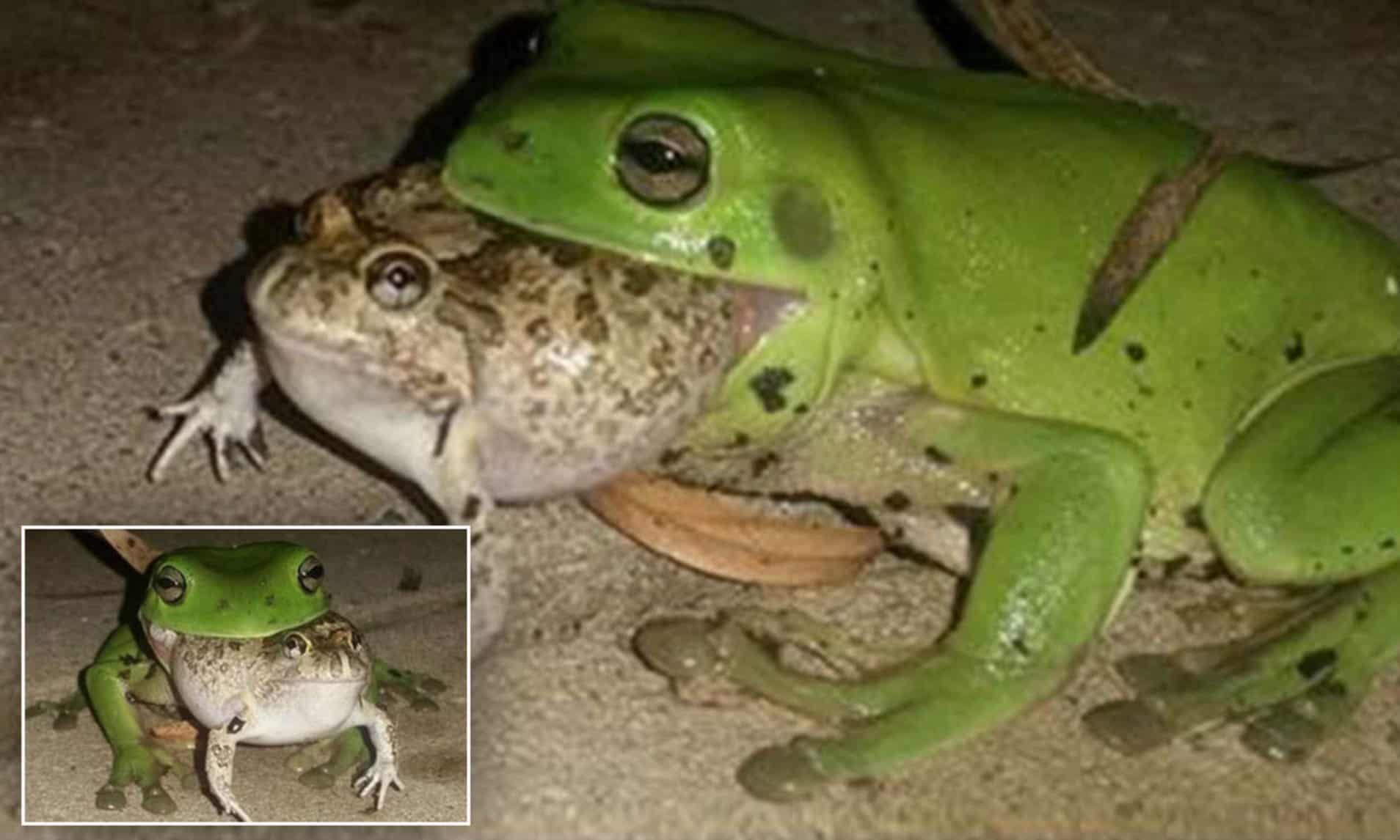 Do Frogs Eat Frogs