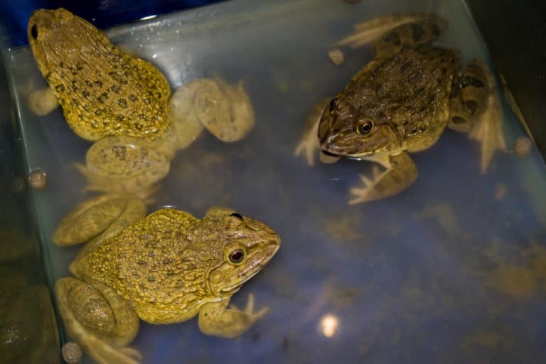 What Animals Eat Frogs (Top 8 Predators)