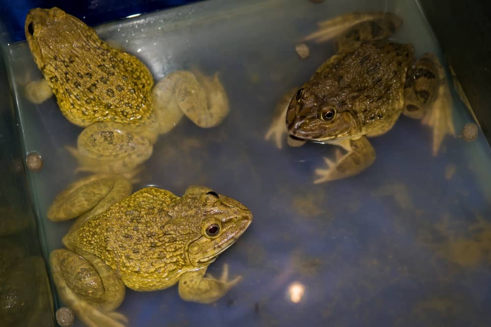 What Animals Eat Frogs? (Top 8 Predators)