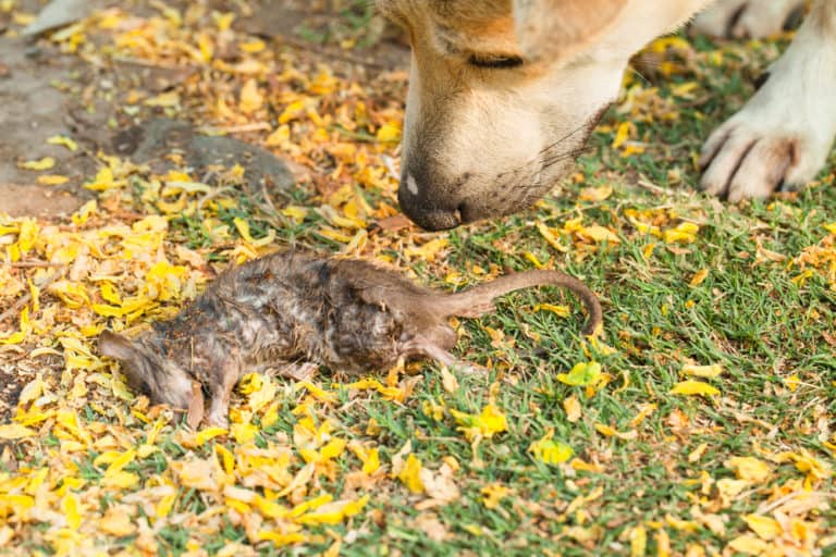 What To Do If Your Dog Eats Rat Poison?