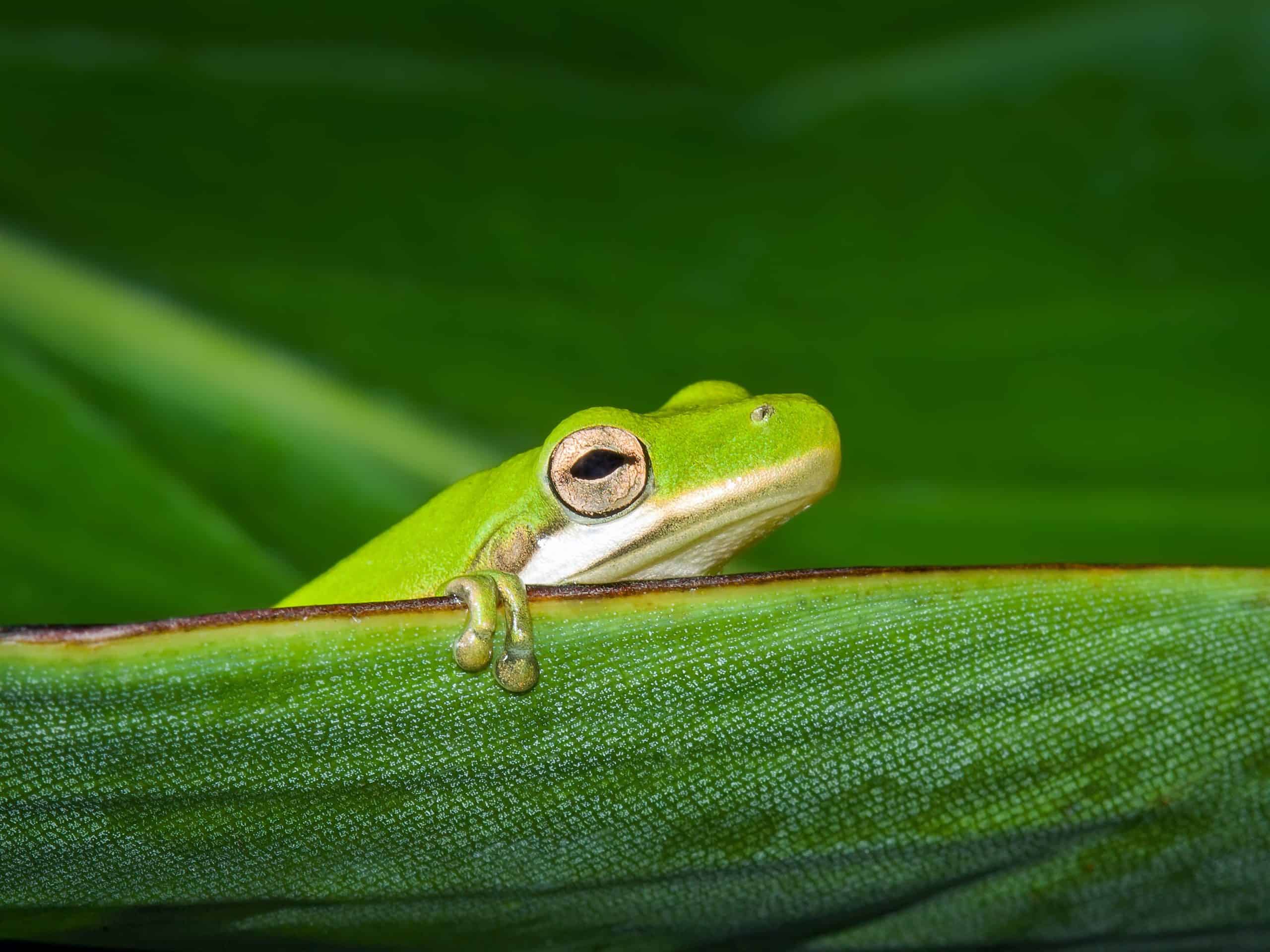 American green tree frogs