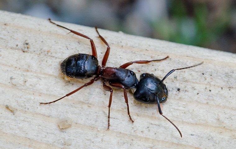 Carpenter ants with wood
