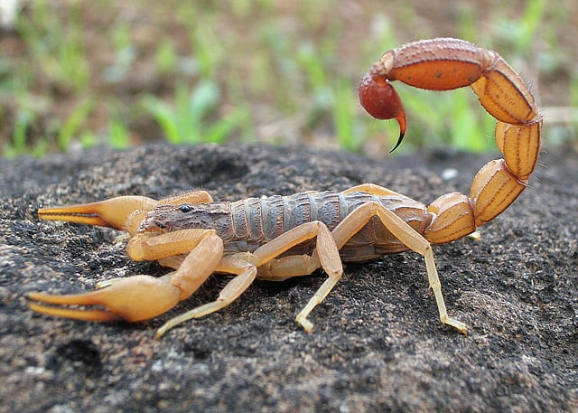 Scorpions facts