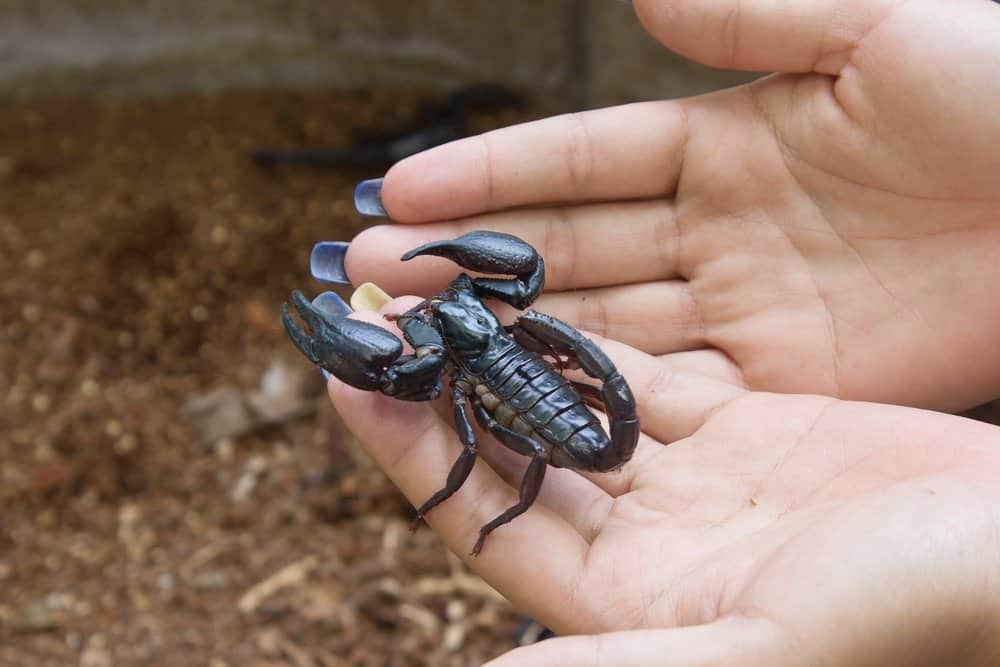 scorpions as a pet