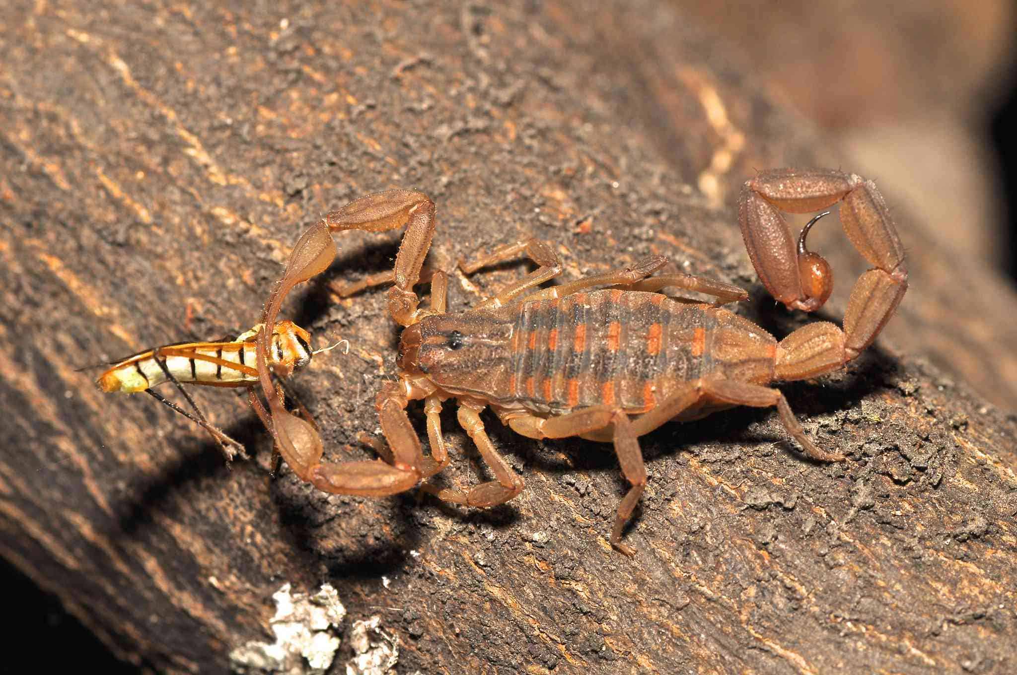 scorpions eat in the wild