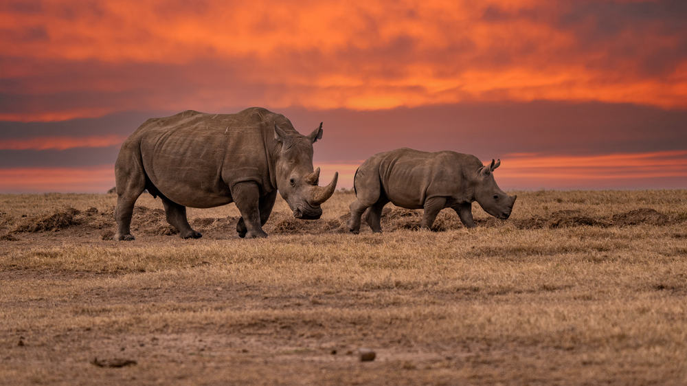 What Do Rhinos Eat? (Diet, Care & Feeding Tips)