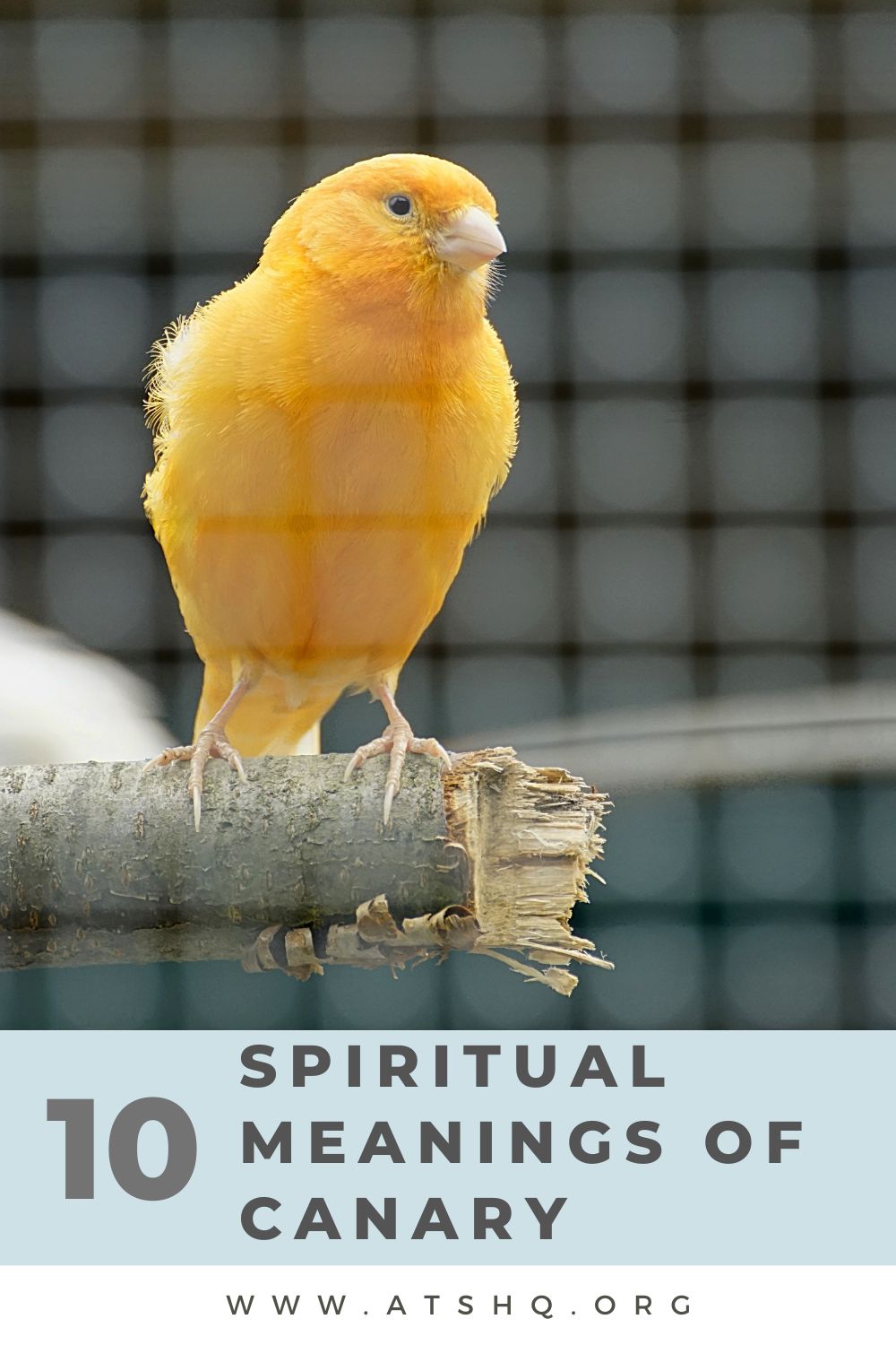 10 Spiritual Meanings of Canary