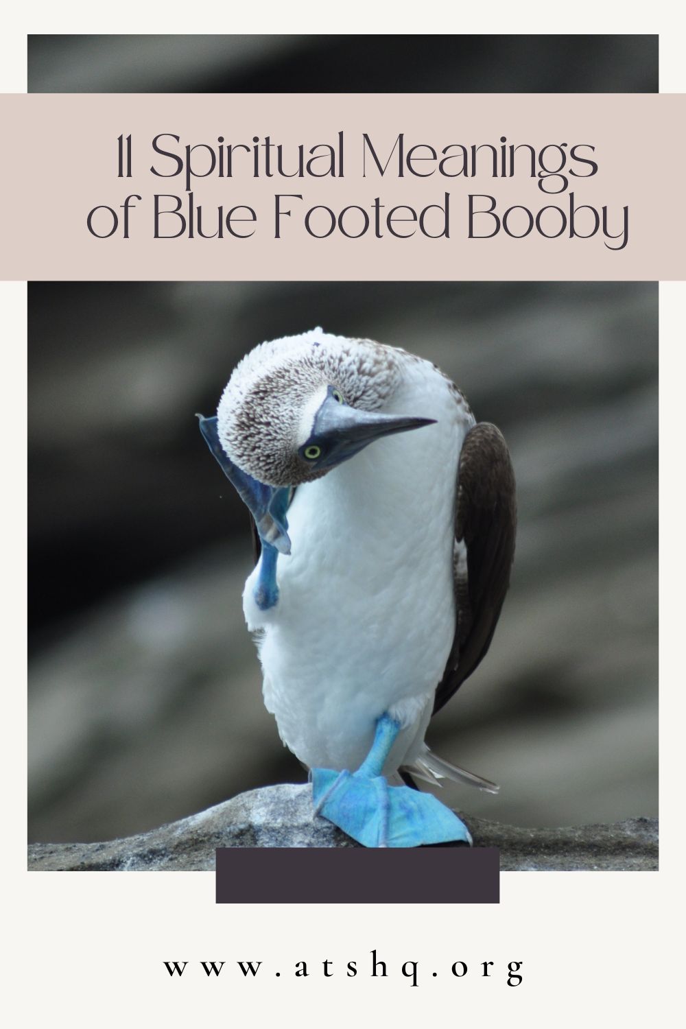 11 Spiritual Meanings of Blue Footed Booby