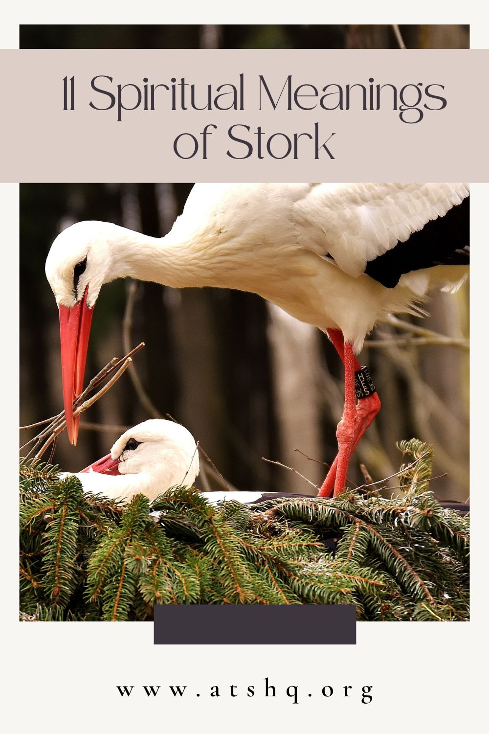 11 Spiritual Meanings of Stork