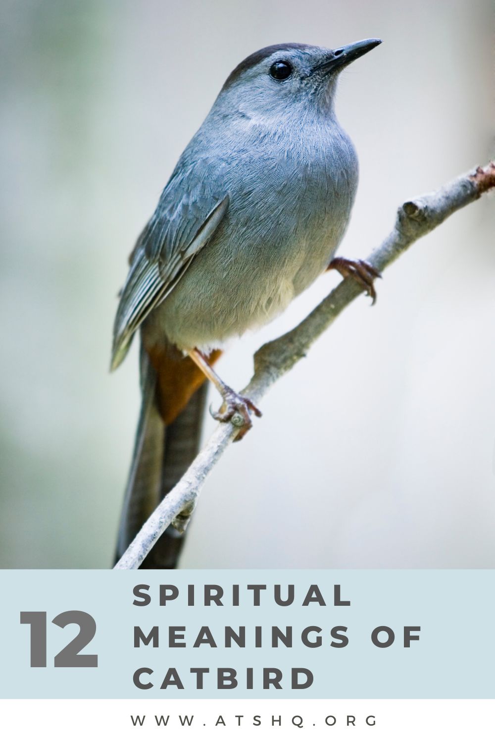 12 Spiritual Meanings of Catbird