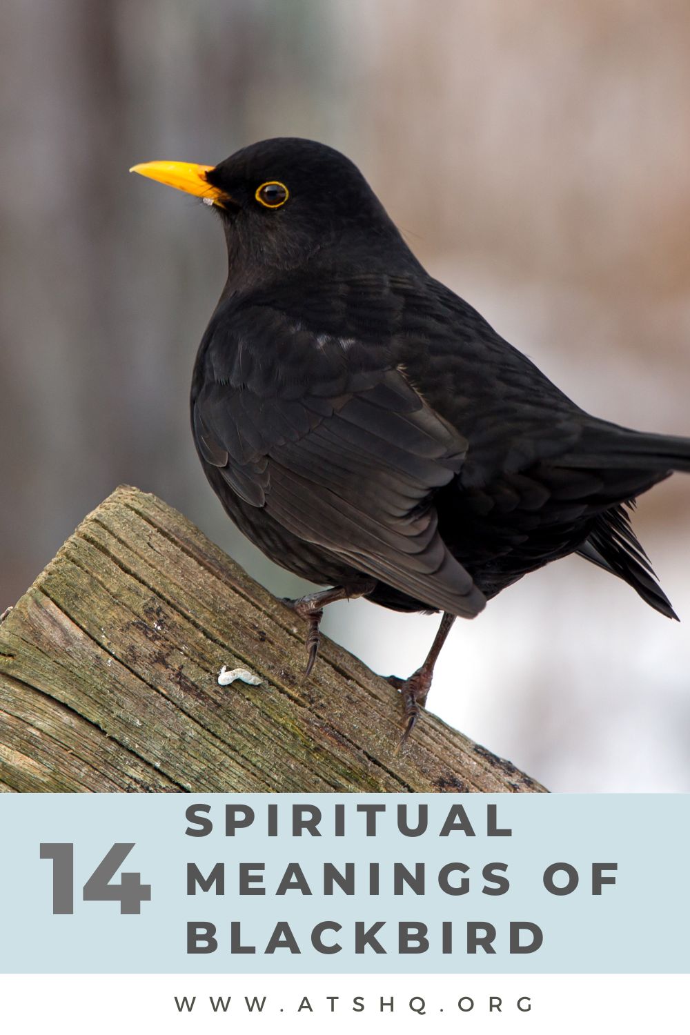 14 Spiritual Meanings of Blackbird
