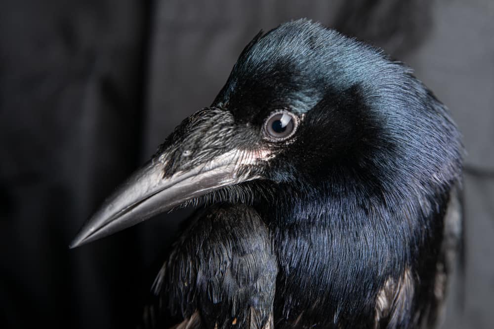 14 Spiritual Meanings of Crows