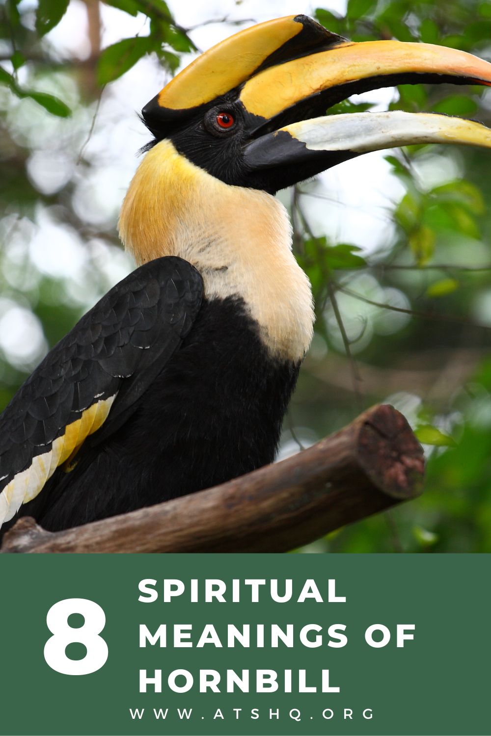 8 Spiritual Meanings of Hornbill